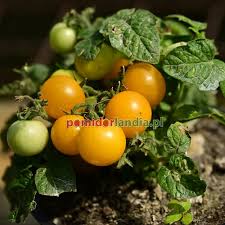 Afbeeldingsresultaat voor 1884 purple tomato