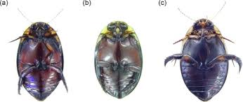 Attēlu rezultāti vaicājumam “Dytiscidae”