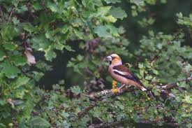 Attēlu rezultāti vaicājumam “Coccothraustes coccothraustes”
