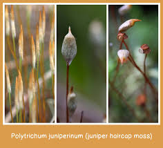 Attēlu rezultāti vaicājumam “Polytrichum juniperinum sporophyte”