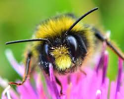 Attēlu rezultāti vaicājumam “Bombus lapidarius”