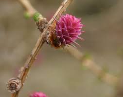 Attēlu rezultāti vaicājumam “Larix decidua flower”
