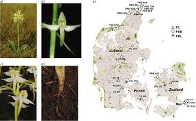 Attēlu rezultāti vaicājumam “Platanthera bifolia”