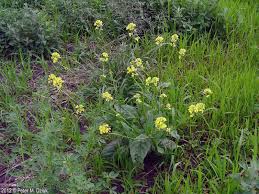 Attēlu rezultāti vaicājumam “Sinapis arvensis leaf”