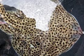 Image result for Raja polystigma