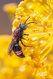 Attēlu rezultāti vaicājumam “Mutilla europaea”