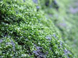 Attēlu rezultāti vaicājumam “Chlorophyta”