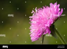 Image result for Knautia dipsacifolia