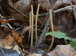 Attēlu rezultāti vaicājumam “Macrotyphula juncea”