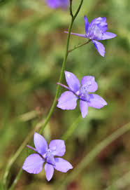 Attēlu rezultāti vaicājumam “Consolida regalis fruit”