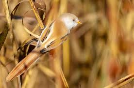 Attēlu rezultāti vaicājumam “Panurus biarmicus female”