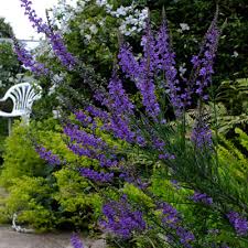 Image result for Linaria purpurea