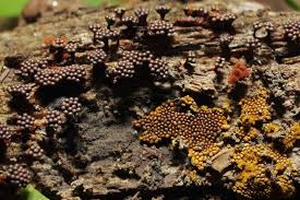 Attēlu rezultāti vaicājumam “Metatrichia vesparia spores”