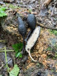 Attēlu rezultāti vaicājumam “Xylaria polymorpha”
