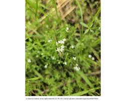 Attēlu rezultāti vaicājumam “Galium palustre fruit”