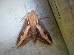 Attēlu rezultāti vaicājumam “Hyles gallii imago”