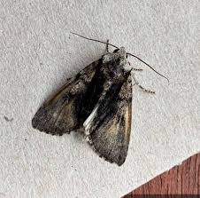 Attēlu rezultāti vaicājumam “Acronicta alni”