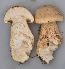 Image result for macrocybe titans