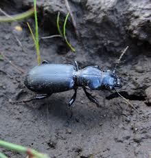 Attēlu rezultāti vaicājumam “Broscus cephalotes”