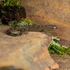 Attēlu rezultāti vaicājumam “Liocola lugubris”