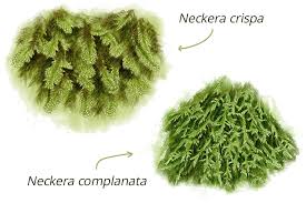 Attēlu rezultāti vaicājumam “Neckera complanata”