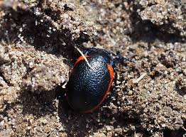 Attēlu rezultāti vaicājumam “Chrysolina sanguinolenta”