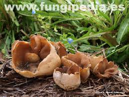 Attēlu rezultāti vaicājumam “Peziza vesiculosa”