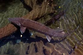 Image result for Acipenser transmontanus