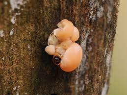 Attēlu rezultāti vaicājumam “Didymium xanthopus macro”