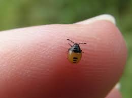 Attēlu rezultāti vaicājumam “Tritomegas bicolor nymph”