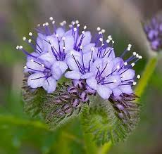 Attēlu rezultāti vaicājumam “Phacelia tanacetifolia flower”