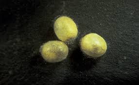 Attēlu rezultāti vaicājumam “Chrysopa eggs”
