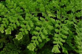 Attēlu rezultāti vaicājumam “Dryopteris dilatata”