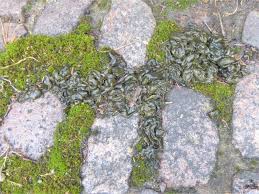 Attēlu rezultāti vaicājumam “Nostoc commune”