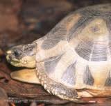 Attēlu rezultāti vaicājumam “Tortula lingulata”