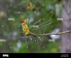 Attēlu rezultāti vaicājumam “Pinus sylvestris female flower”