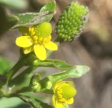Attēlu rezultāti vaicājumam “Ranunculus sceleratus”