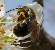 Attēlu rezultāti vaicājumam “Andrena”