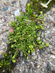 Attēlu rezultāti vaicājumam “Sagina procumbens”