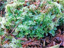 Attēlu rezultāti vaicājumam “Moerckia hibernica”