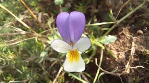 Attēlu rezultāti vaicājumam “Viola tricolor subsp. curtisii bud”