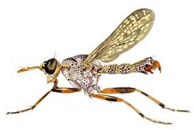 Attēlu rezultāti vaicājumam “Sciomyzidae”