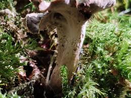 Attēlu rezultāti vaicājumam “Pseudocraterellus sinuosus”