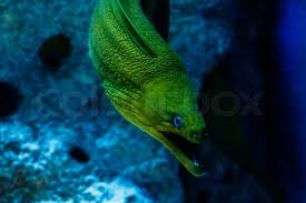 Image result for Gymnothorax funebris