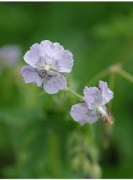 Attēlu rezultāti vaicājumam “Symphytum asperum flower”