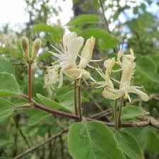 Attēlu rezultāti vaicājumam “Lonicera xylosteum flower”