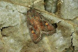 Attēlu rezultāti vaicājumam “Lacanobia oleracea”