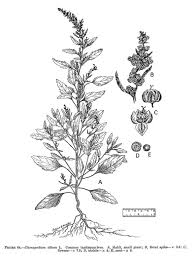 Image result for Chenopodium album
