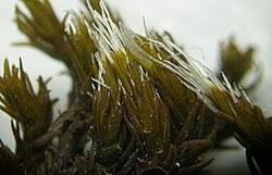 Attēlu rezultāti vaicājumam “Grimmia muehlenbeckii”