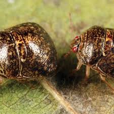 Attēlu rezultāti vaicājumam “Cribraria vulgaris macro”